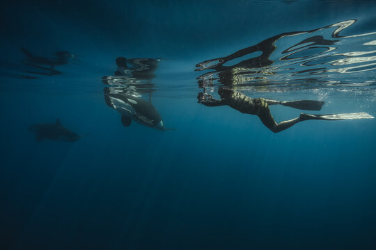 View of a swimmer in a wetsuit glides through the deep blue ocean alongside gentle whale sharks, as sunlight dances on the surface, La Ventana, Baja California Sur, Mexico.
