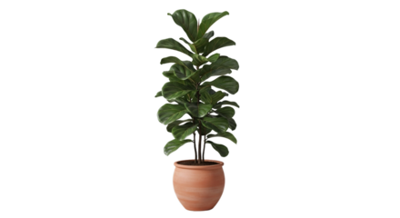 A tall lush green fiddle leaf fig tree plant in a terracotta pot a popular indoor houseplant for home decor