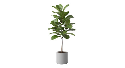 Fiddle leaf fig tree ficus lyrata plant in a modern gray pot ideal for home decor interior design office indoor green foliage