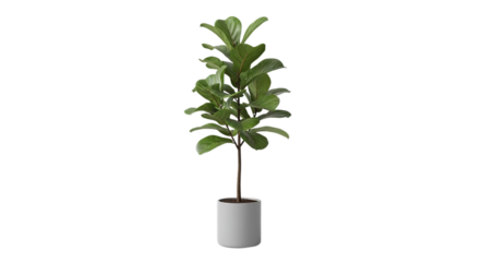 Fiddle leaf fig tree ficus lyrata plant in a modern gray pot ideal for home decor interior design office indoor green foliage