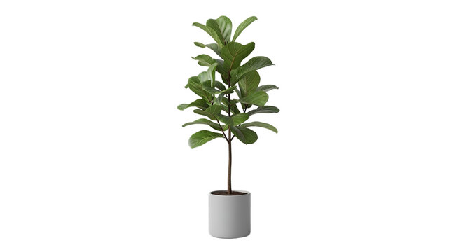 Fiddle leaf fig tree ficus lyrata plant in a modern gray pot ideal for home decor interior design office indoor green foliage