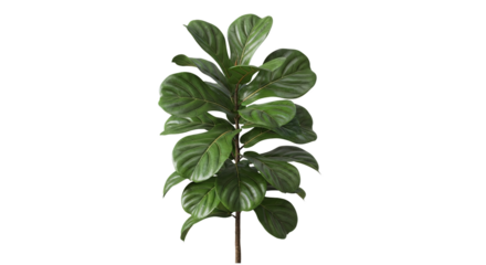 A tall green fiddle leaf fig plant with large broad leaves and a thick stem showing its natural lush foliage and vibrant healthy growth