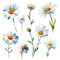 EPS painting design, Vector illustration set, My Watercolor illustration, chamomile flowers in top view painting isolated on a white background, flower set