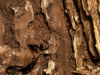 Detailed Texture of Old Rotten Wood