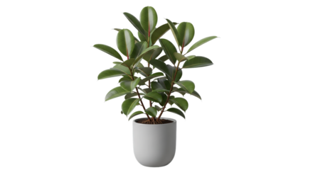 A healthy vibrant green rubber tree ficus elastica plant in a simple white pot ready to bring life into your home