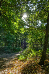 Waldweg an der Sechs-Seen-Platte in Duisburg