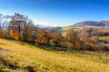 Fototapeta premium rural landscape in autumn. trees on rolling hills. scenic view of transcarpathia countryside in fall season. scenery on a sunny day with blue sky
