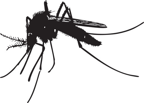 recommend clip art: black silhouette mosquito insect