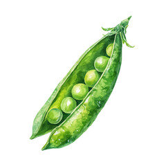 An EPS painting design, Vector illustration set, My Watercolor illustration, green pea pod in open view painting isolated on a white background