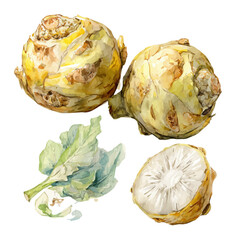 vector illustration, painting design, and EPS format design. vector illustration, isolated on a white background, Mine Watercolor, hand-painted Jerusalem artichoke painting illustration	