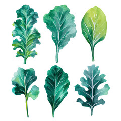 An EPS painting design, Vector illustration set, My Watercolor illustration, kale leaves from the top painting isolated on a white background