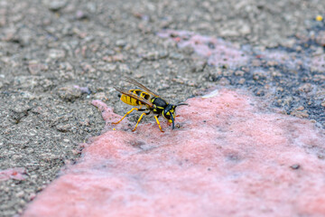 Macro details of a wasp on the asphalt