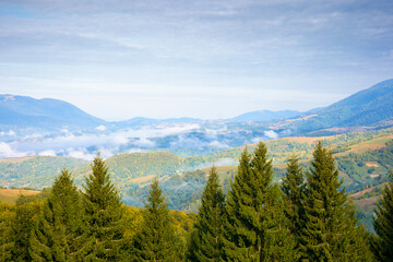 Fototapeta premium spruce forest on mountain hillside. rural valley in fog at sunrise. autumnal landscape of ukraine under cloudy sky. travel to kolochava village