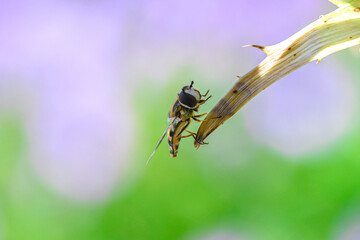 Macro details of a bee on a flower