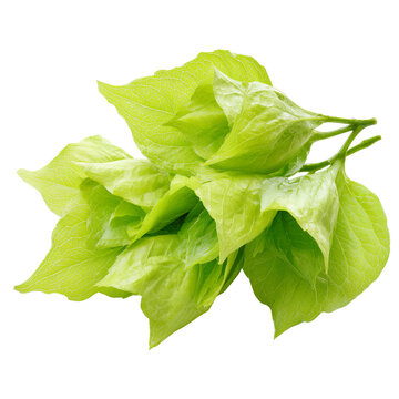 crateva shoots Pak Tiew on transparent png background