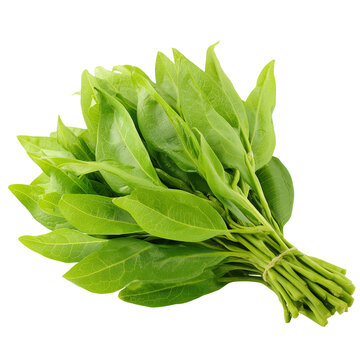 crateva shoots Pak Tiew on transparent png background