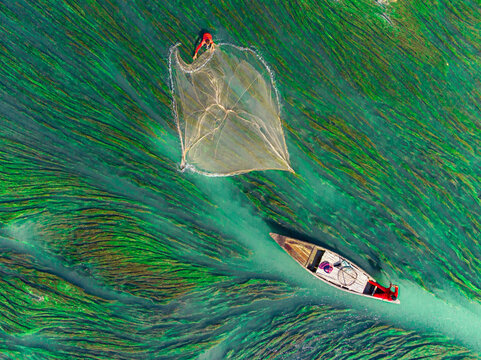 Badalgachhi, Bangladesh - 09 December 2022: Aerial view of a lone fisherman casting his net from a small boat amidst vibrant green aquatic vegetation.