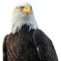 Obraz premium Bald eagle head and shoulders isolated on transparent background