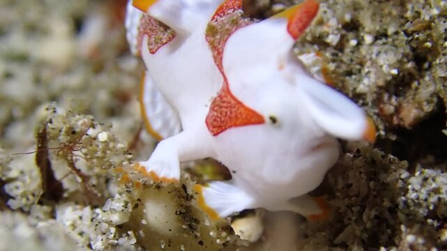 The warty frogfish or clown frogfish underwater scuba diving, underwater marine life