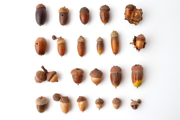 Various brown acorns with caps and husks isolated on white background. Flat lay composition with copy space. Autumn harvest and forest season concept for design, poster, banner, greeting card,