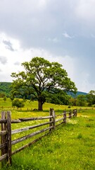 A rural landscape with a large tree and wooden fence