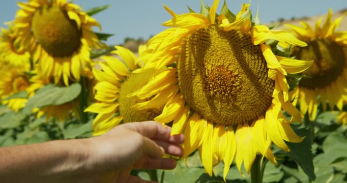 A close-up of the hand of a white woman touching the yellow petals of a sunflower in a field on a summer's day. A close-up shot.