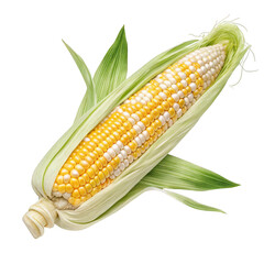Fresh ripe ear of sweet corn with green husks and silky tassels isolated on transparent background