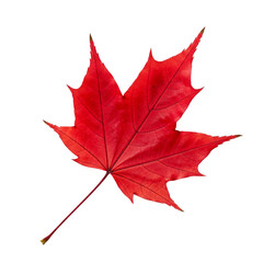 red maple leaf isolated on white