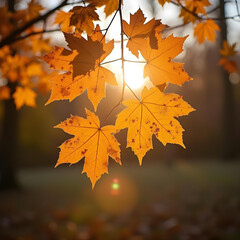 Obraz premium Golden autumn maple leaves glowing under warm sunlight, seasonal fall landscape photography