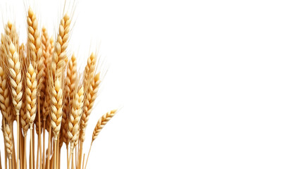 Golden wheat ears isolated on transparent background