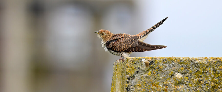 Cuckoo (Cuculus canorus) - brown morph of a male // Kuckuck (Cuculus canorus) - braune Morphe eines M&auml;nnchens