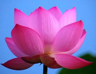 Fototapeta premium Pink lotus flower close-up