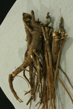 Bupleurum falcatum, called Siho in Korea, is a traditional herbal root valued for reducing fever, relieving inflammation, supporting liver health, and easing stress symptoms.
