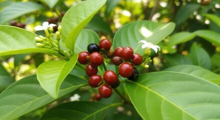 Close up of a flowering plant with red berries and green leaves in natural lighting conditions