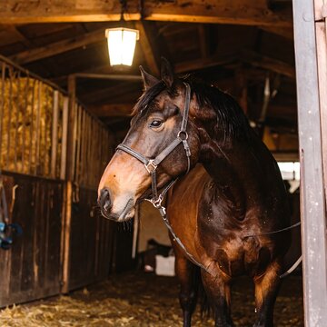 Horse in a rustic stable