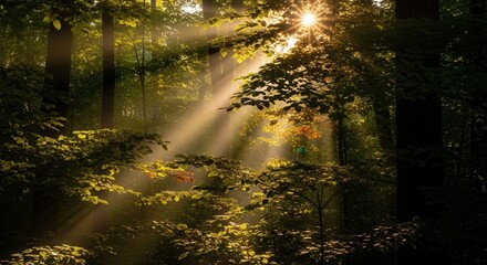Obraz premium Sunbeams filtering through the lush canopy of a vibrant and enchanting forest at dawn