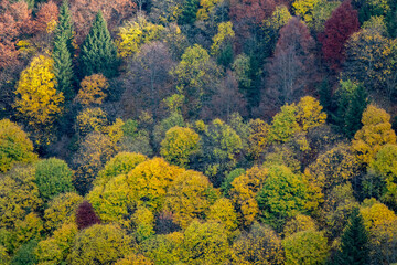 Beautiful orange and red autumn forest
