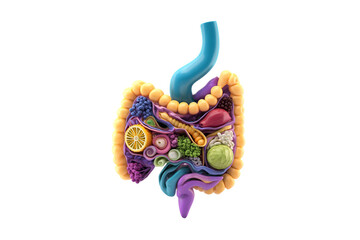 Human digestive system anatomy model isolated on transparent background