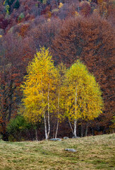 Beautiful orange and red autumn forest