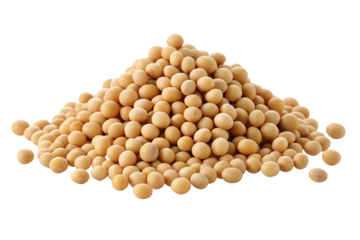 Soybeans scattered on white background for healthy protein dietary and sustainable cooking