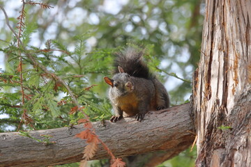 A curious black squirrel sits on a tree branch and watches the photographer