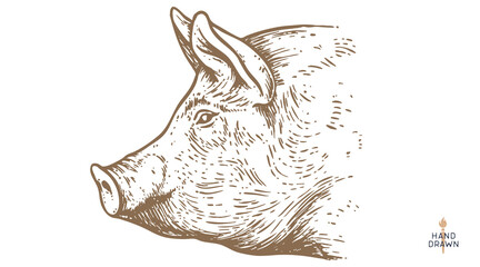 Pork, pig, hog sketch. Vintage retro print, black white farm domestic pig sketch ink pencil style drawing, engrave old school. Sketch artwork silhouette pig, white background. Vector Illustration