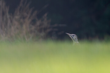 Juvenile European green woodpecker (Picus viridis) in a UK garden