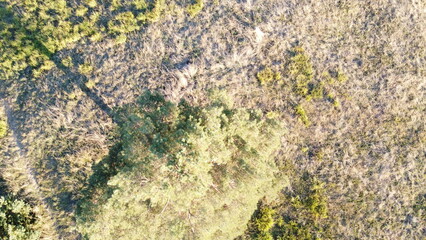Aerial view of a green meadow with trees in the background