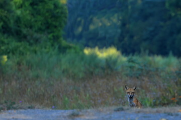Red fox is watching hikers approach along a trail through a meadow