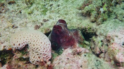 Close up footage of a vibrant red octopus camouflaged within a rocky crevice of a coral reef, surrounded by diverse marine life and textured underwater formations. The octopus's eyes are visible as it - Powered by Adobe