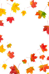 Colorful yellow red autumn maple leaves on white background with space for text. Top view, flat lay