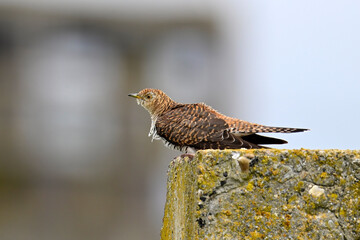 Cuckoo (Cuculus canorus) - brown morph of a male // Kuckuck (Cuculus canorus) - braune Morphe eines Männchens
