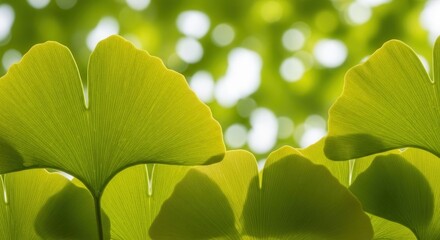 Radiant ginkgo leaves backlit by sunlight, showcasing intricate vein patterns and vibrant green hues