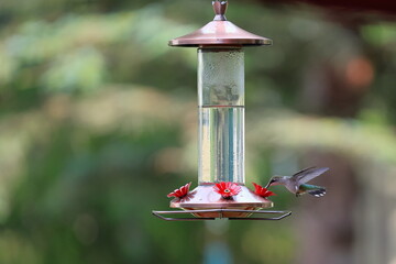 Female ruby-throated hummingbird drinking from a backyard feeder